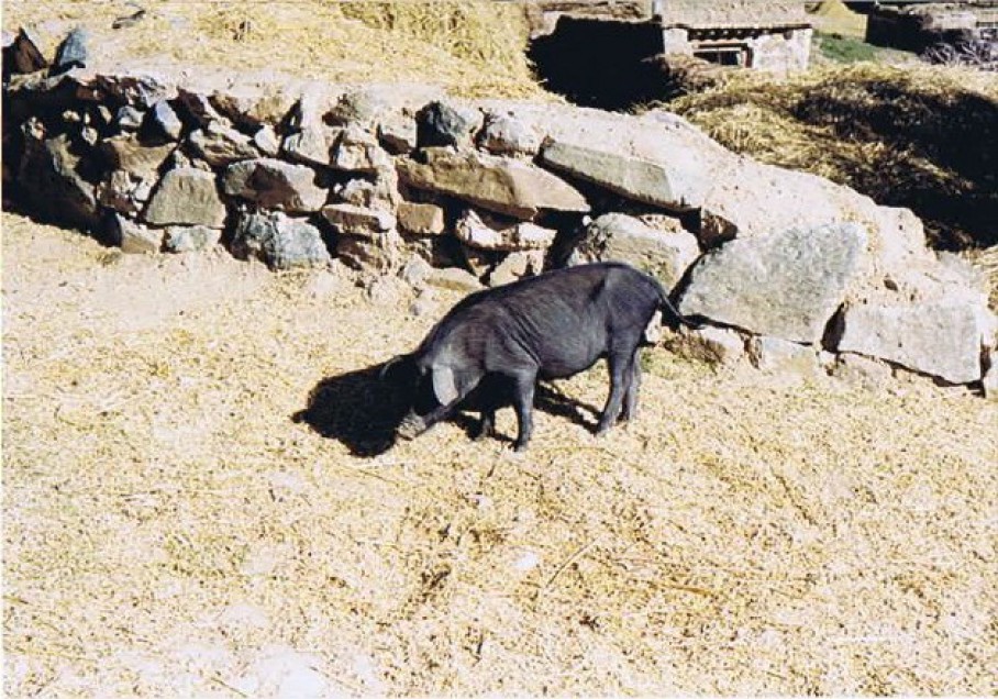 Tibet_Ganden_1999_Img0011