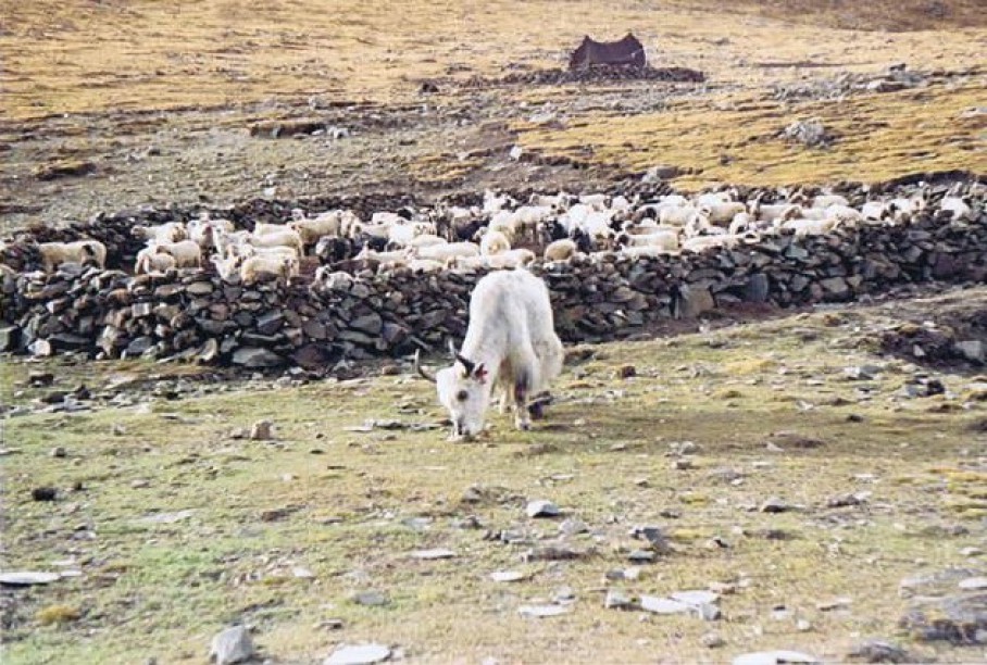 Tibet_Rongbuk_1999_Img0005