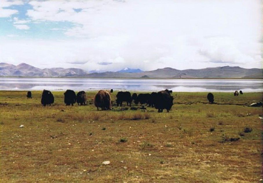 Tibet_Yamdrok_1999_Img0022