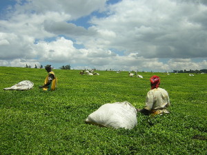 Teapickers near Kericho...