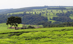 Kenya tealand near Kericho