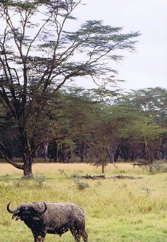 Kenia_NakuruNP_2002_Img0201
