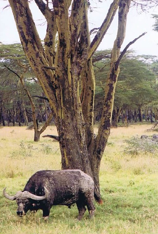 Kenia_NakuruNP_2002_Img0202