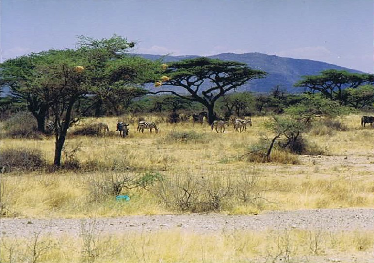 Kenia_Noorden_2002_Img0028