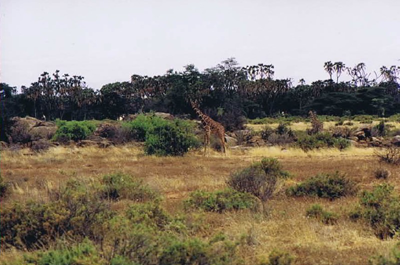 Kenia_Noorden_2002_Img0033