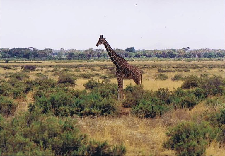 Kenia_Noorden_2002_Img0034