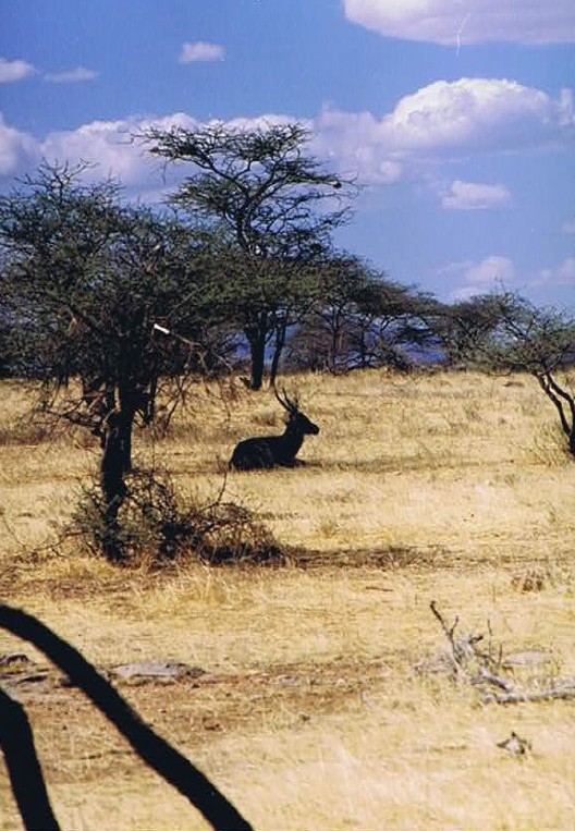 Kenia_Noorden_2002_Img0042