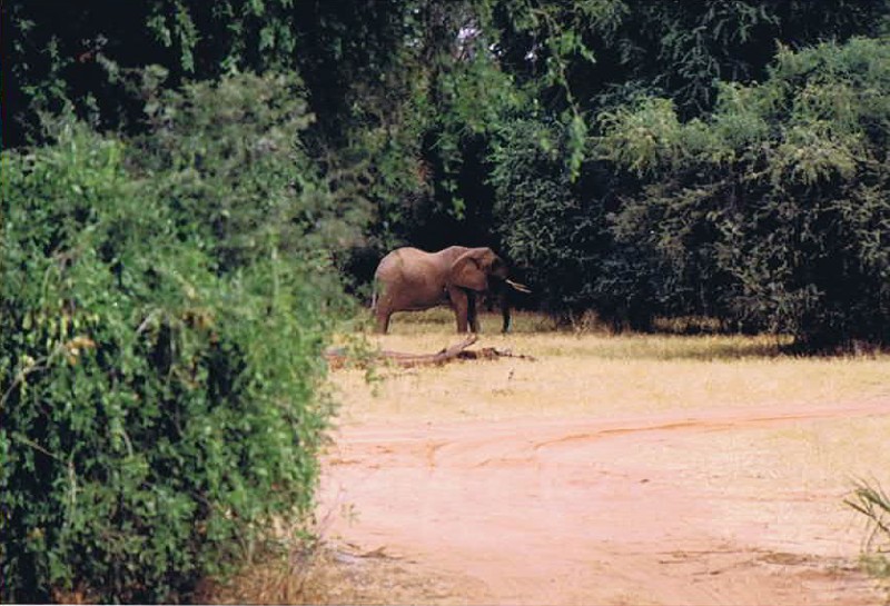 Kenia_Noorden_2002_Img0047