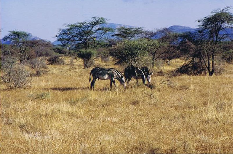 Kenia_Noorden_2002_Img0093