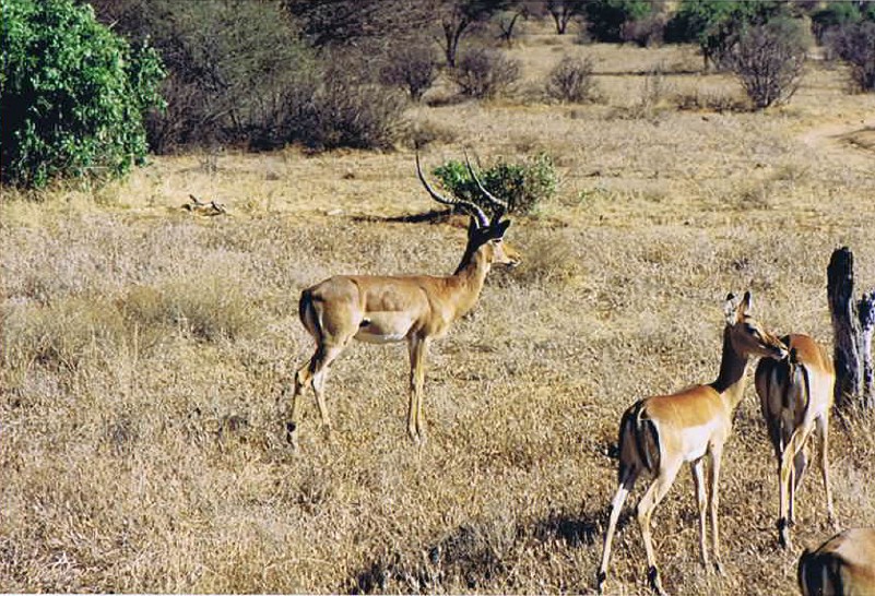 Kenia_Noorden_2002_Img0095