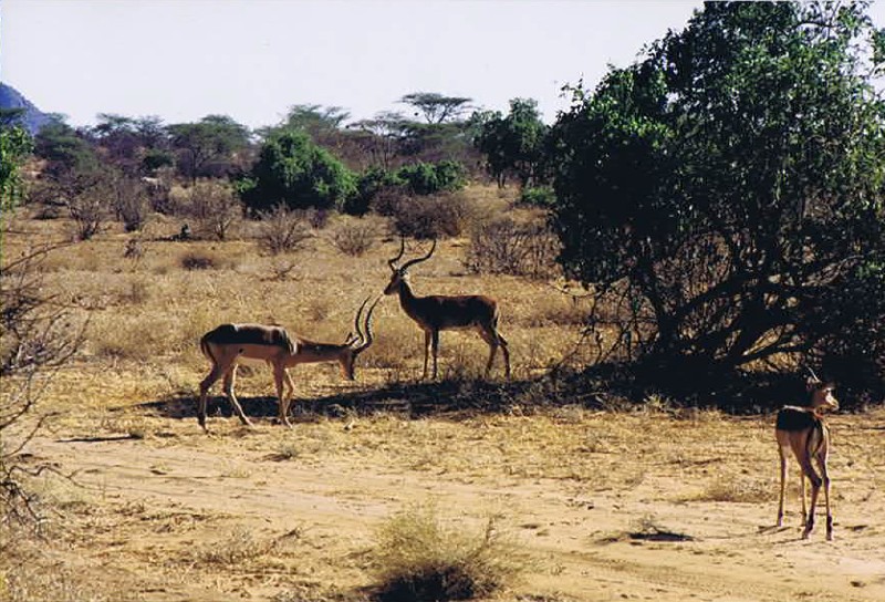 Kenia_Noorden_2002_Img0099