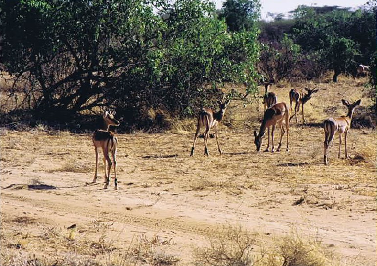 Kenia_Noorden_2002_Img0100