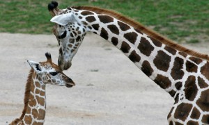 Rothschild-giraffe