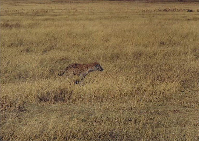 Tanzania_NgorongoreCA_2002_Img0167