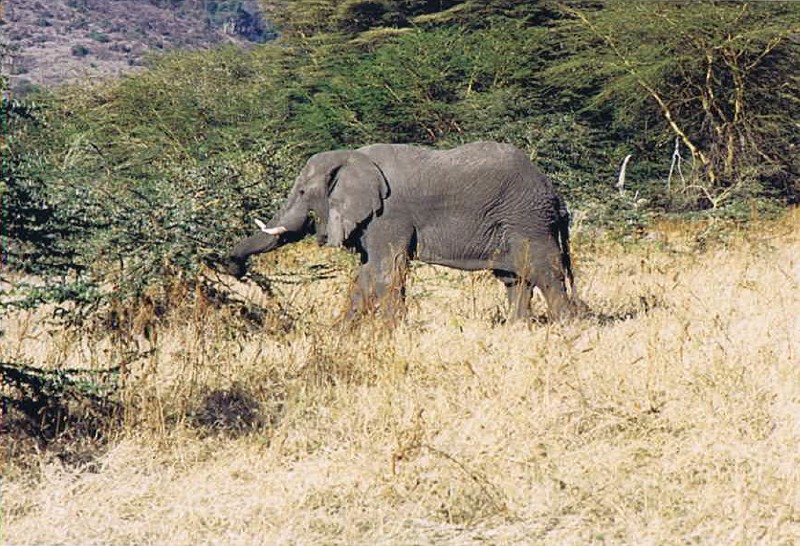 Tanzania_NgorongoreCA_2002_Img0178