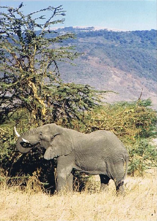 Tanzania_NgorongoreCA_2002_Img0179