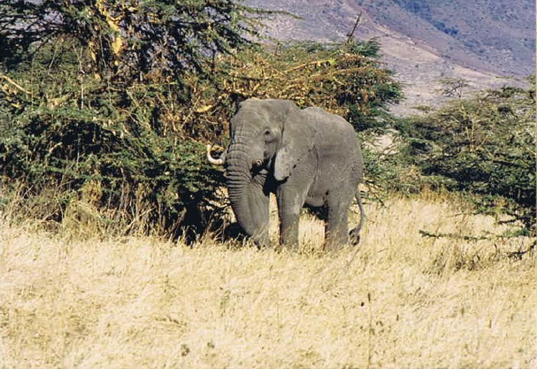 Tanzania_NgorongoreCA_2002_Img0181
