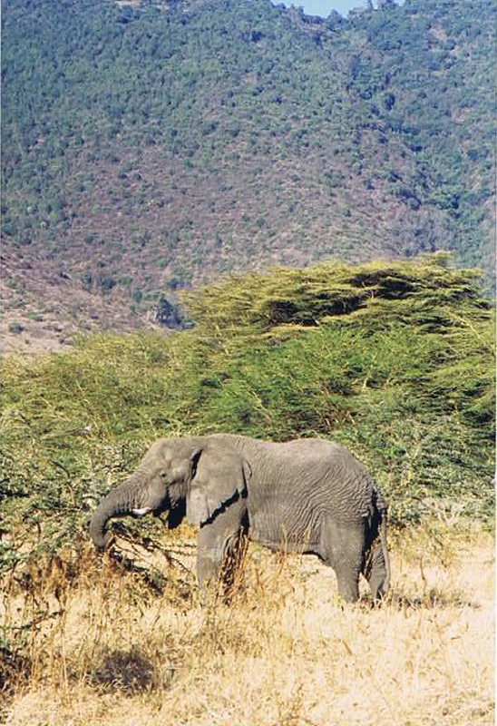 Tanzania_NgorongoreCA_2002_Img0182