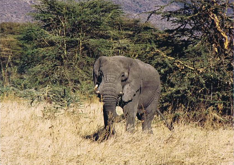 Tanzania_NgorongoreCA_2002_Img0183