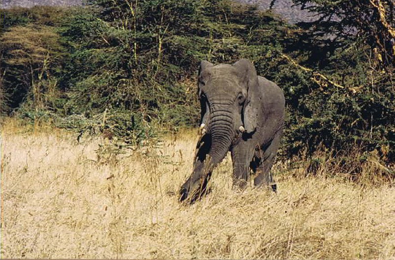 Tanzania_NgorongoreCA_2002_Img0184