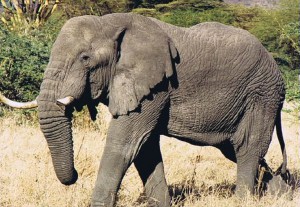 Tusker genoemd naar de slagtanden van een Olifant...