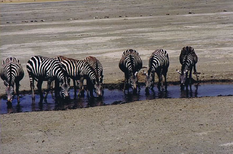 Tanzania_NgorongoreCA_2002_Img0228