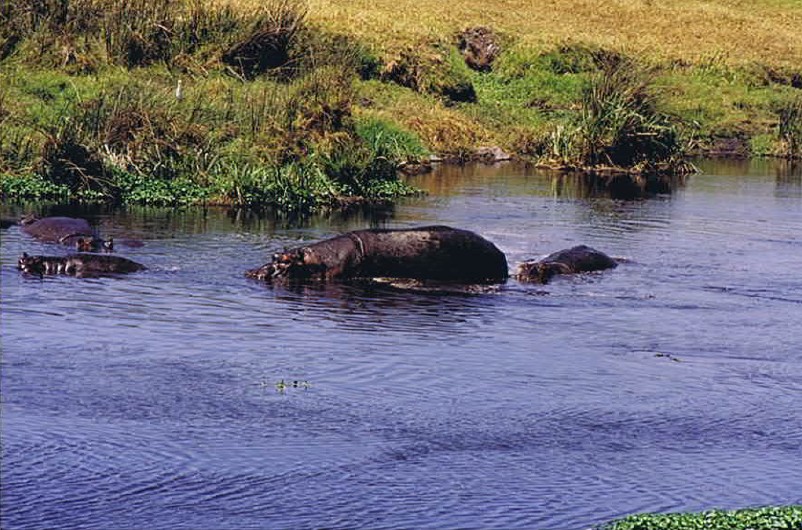 Tanzania_NgorongoreCA_2002_Img0232