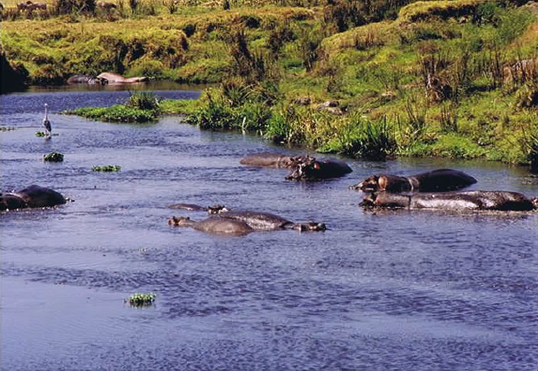 Tanzania_NgorongoreCA_2002_Img0233