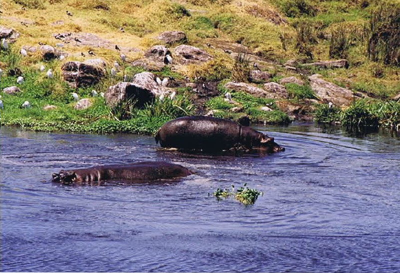 Tanzania_NgorongoreCA_2002_Img0234