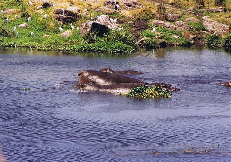 Tanzania_NgorongoreCA_2002_Img0235