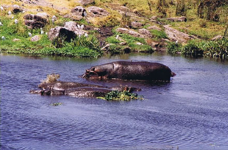 Tanzania_NgorongoreCA_2002_Img0236