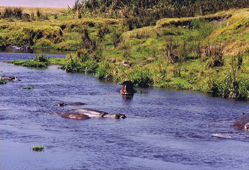 Tanzania_NgorongoreCA_2002_Img0237
