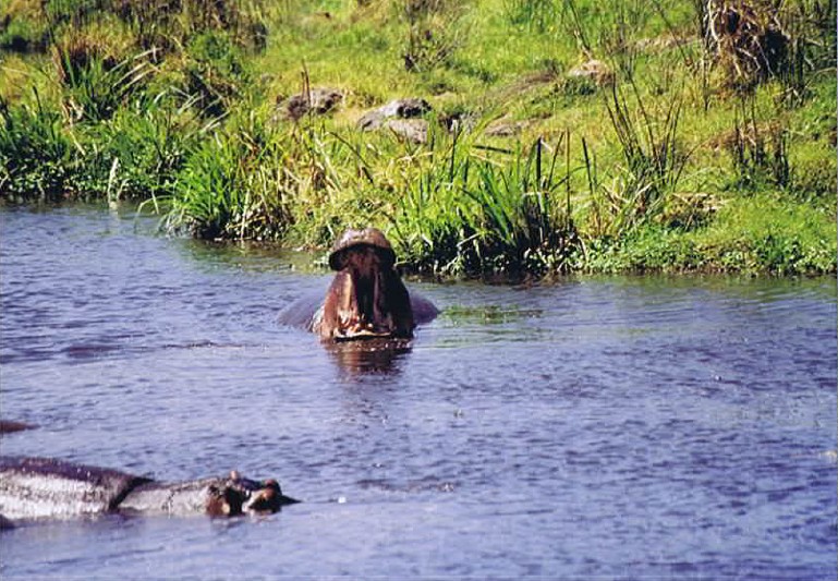 Tanzania_NgorongoreCA_2002_Img0238