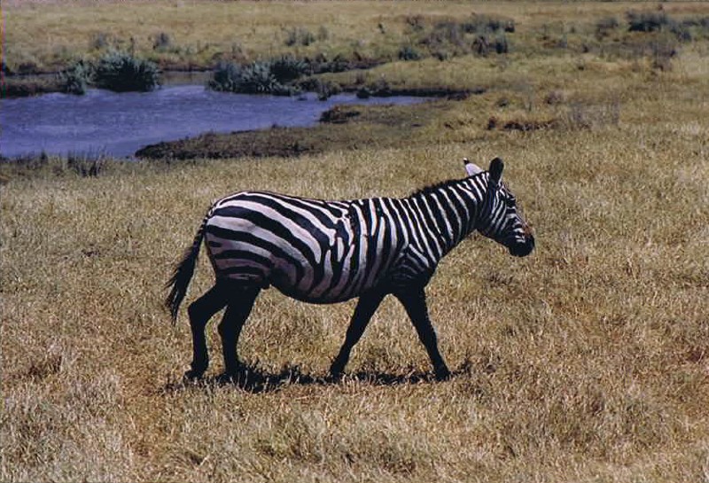 Tanzania_NgorongoreCA_2002_Img0241
