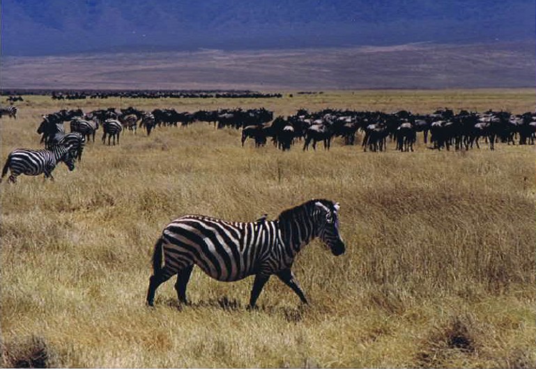 Tanzania_NgorongoreCA_2002_Img0242