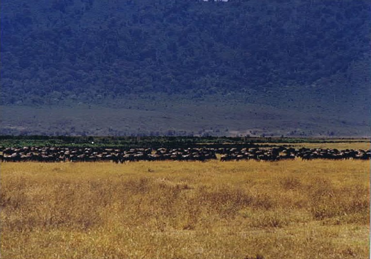Tanzania_NgorongoreCA_2002_Img0243