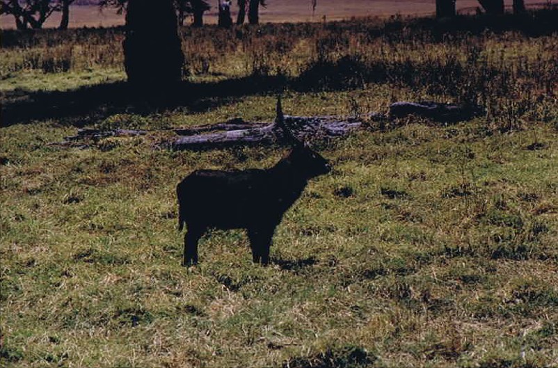 Tanzania_NgorongoreCA_2002_Img0244