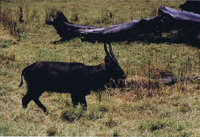 Tanzania_NgorongoreCA_2002_Img0245