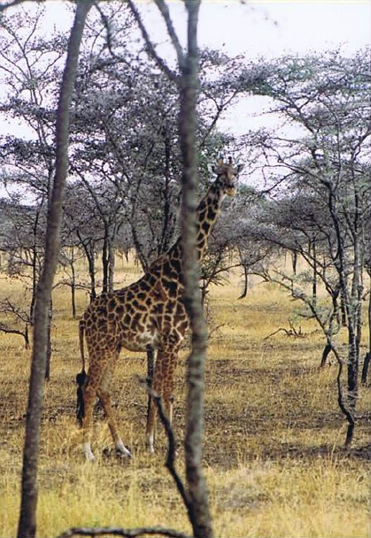 Tanzania_SerengetiNP_2002_Img0019