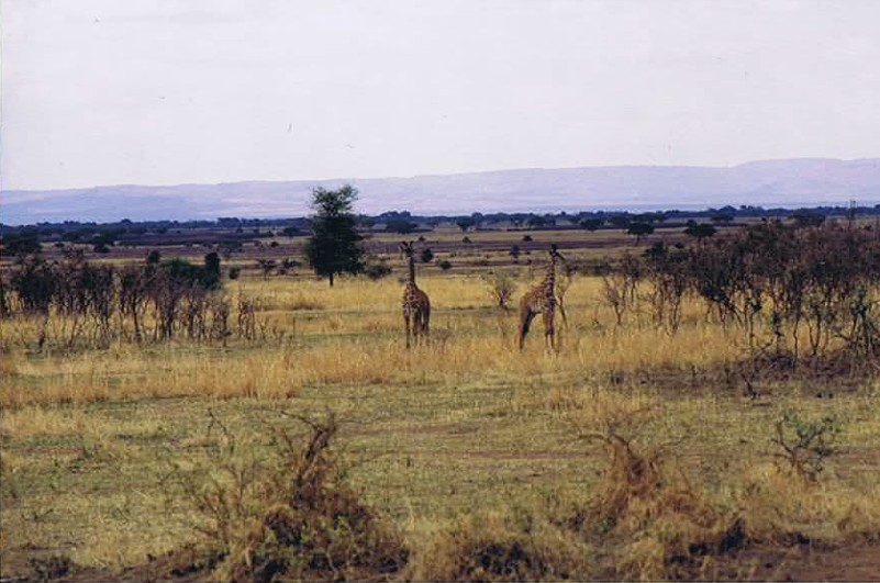 Tanzania_SerengetiNP_2002_Img0021