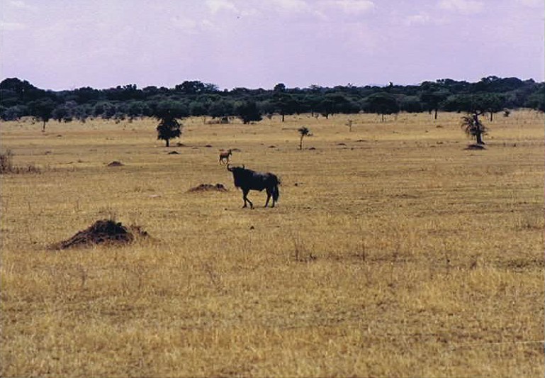 Tanzania_SerengetiNP_2002_Img0022