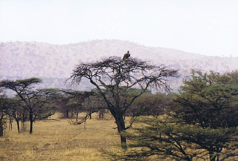 Tanzania_SerengetiNP_2002_Img0023