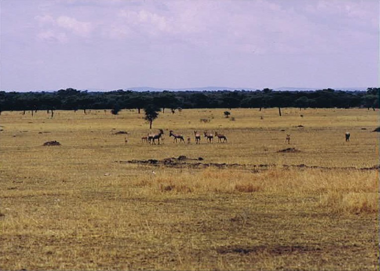 Tanzania_SerengetiNP_2002_Img0024