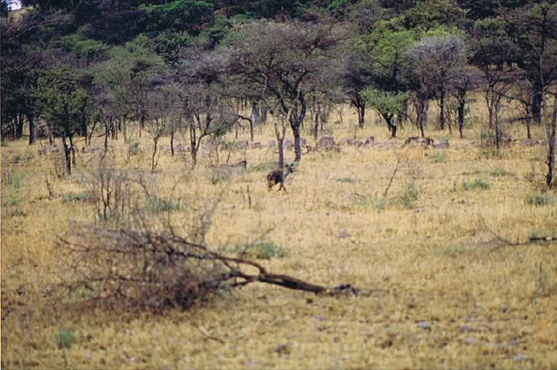 Tanzania_SerengetiNP_2002_Img0025