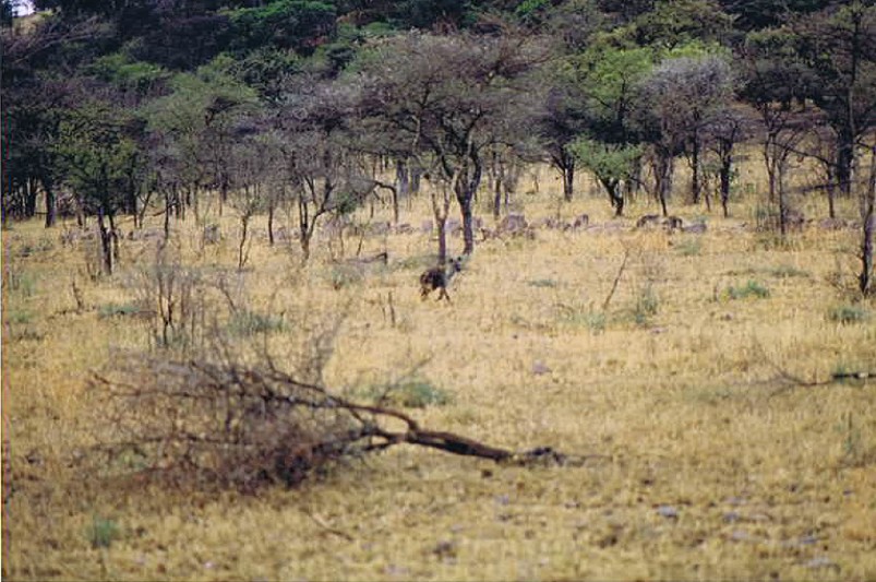 Tanzania_SerengetiNP_2002_Img0025