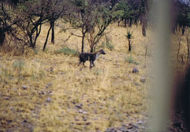 Tanzania_SerengetiNP_2002_Img0027