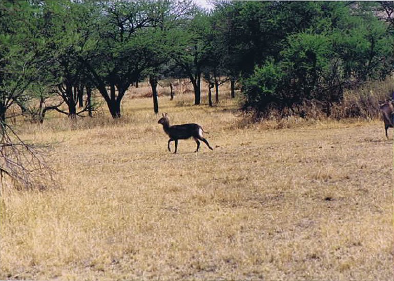 Tanzania_SerengetiNP_2002_Img0028