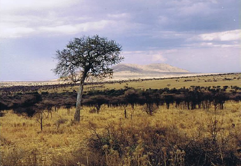 Tanzania_SerengetiNP_2002_Img0030