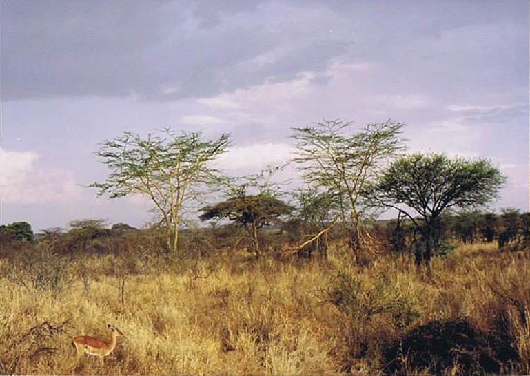 Tanzania_SerengetiNP_2002_Img0032