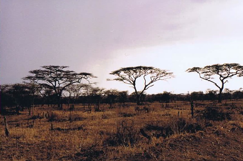Tanzania_SerengetiNP_2002_Img0033